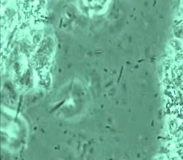 o0962063414545272815_コピー